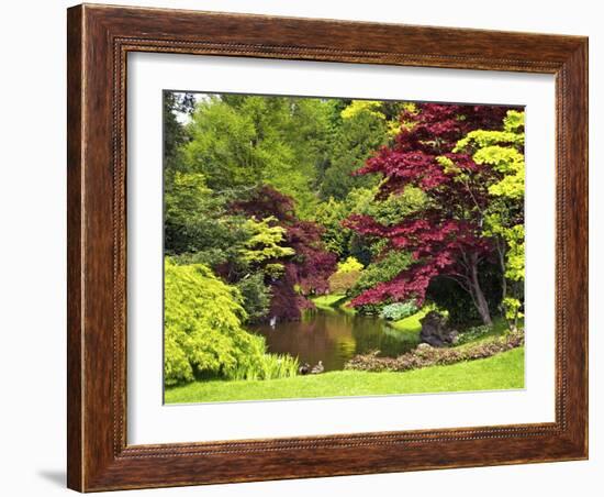 Acer Trees and Pond in Sunshine, Gardens of Villa Melzi, Bellagio, Lake Como, Lombardy, Italy-Peter Barritt-Framed Photographic Print