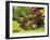 Acer Trees and Pond in Sunshine, Gardens of Villa Melzi, Bellagio, Lake Como, Lombardy, Italy-Peter Barritt-Framed Photographic Print