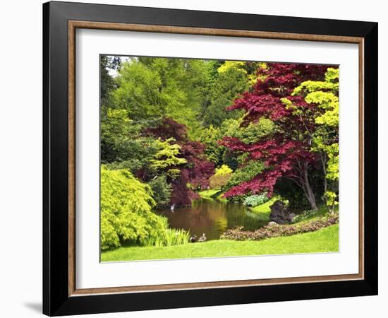 Acer Trees and Pond in Sunshine, Gardens of Villa Melzi, Bellagio, Lake Como, Lombardy, Italy-Peter Barritt-Framed Photographic Print