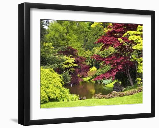 Acer Trees and Pond in Sunshine, Gardens of Villa Melzi, Bellagio, Lake Como, Lombardy, Italy-Peter Barritt-Framed Photographic Print