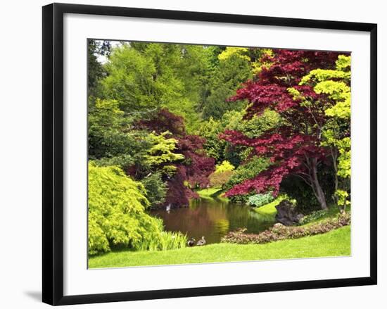 Acer Trees and Pond in Sunshine, Gardens of Villa Melzi, Bellagio, Lake Como, Lombardy, Italy-Peter Barritt-Framed Photographic Print