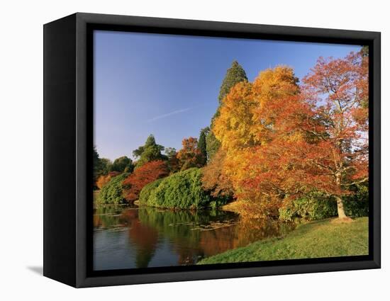 Acer Trees in Autumn, Sheffield Park, Sussex, England, United Kingdom-Michael Busselle-Framed Premier Image Canvas