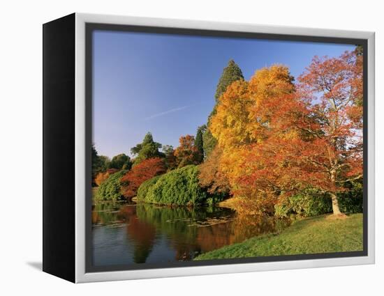 Acer Trees in Autumn, Sheffield Park, Sussex, England, United Kingdom-Michael Busselle-Framed Premier Image Canvas