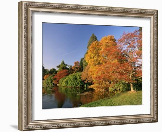 Acer Trees in Autumn, Sheffield Park, Sussex, England, United Kingdom-Michael Busselle-Framed Photographic Print