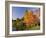 Acer Trees in Autumn, Sheffield Park, Sussex, England, United Kingdom-Michael Busselle-Framed Photographic Print