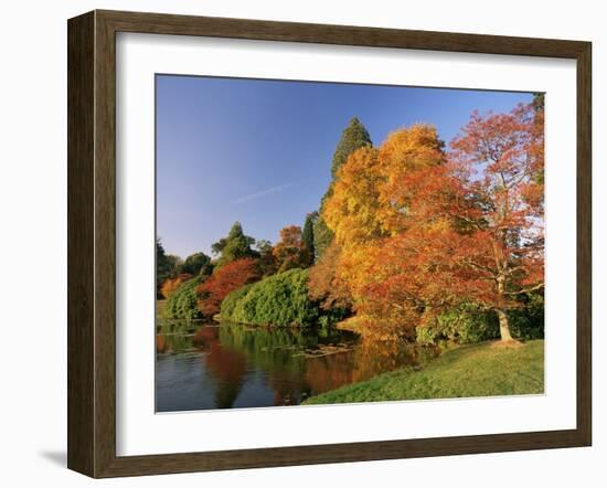 Acer Trees in Autumn, Sheffield Park, Sussex, England, United Kingdom-Michael Busselle-Framed Photographic Print