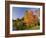 Acer Trees in Autumn, Sheffield Park, Sussex, England, United Kingdom-Michael Busselle-Framed Photographic Print