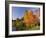 Acer Trees in Autumn, Sheffield Park, Sussex, England, United Kingdom-Michael Busselle-Framed Photographic Print