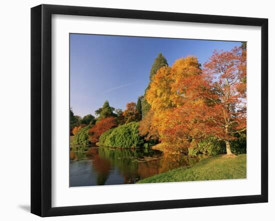 Acer Trees in Autumn, Sheffield Park, Sussex, England, United Kingdom-Michael Busselle-Framed Photographic Print