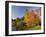 Acer Trees in Autumn, Sheffield Park, Sussex, England, United Kingdom-Michael Busselle-Framed Photographic Print