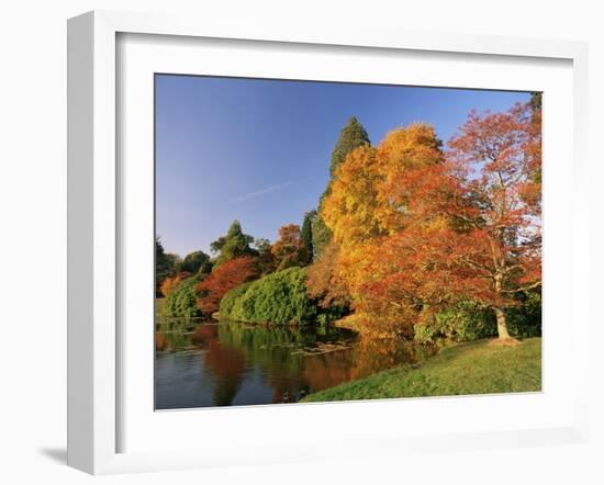 Acer Trees in Autumn, Sheffield Park, Sussex, England, United Kingdom-Michael Busselle-Framed Photographic Print