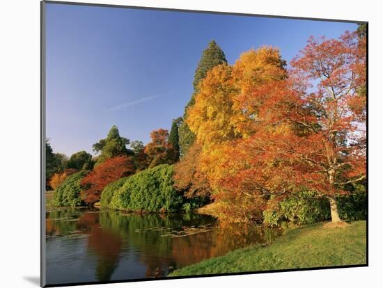 Acer Trees in Autumn, Sheffield Park, Sussex, England, United Kingdom-Michael Busselle-Mounted Photographic Print