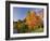 Acer Trees in Autumn, Sheffield Park, Sussex, England, United Kingdom-Michael Busselle-Framed Photographic Print