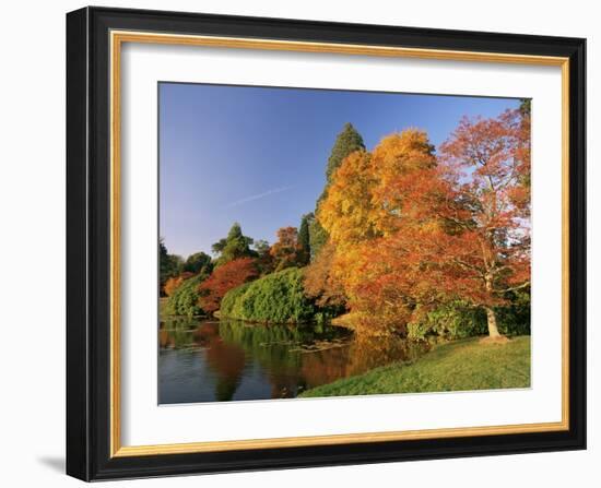 Acer Trees in Autumn, Sheffield Park, Sussex, England, United Kingdom-Michael Busselle-Framed Photographic Print