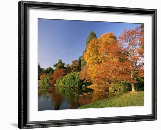 Acer Trees in Autumn, Sheffield Park, Sussex, England, United Kingdom-Michael Busselle-Framed Photographic Print