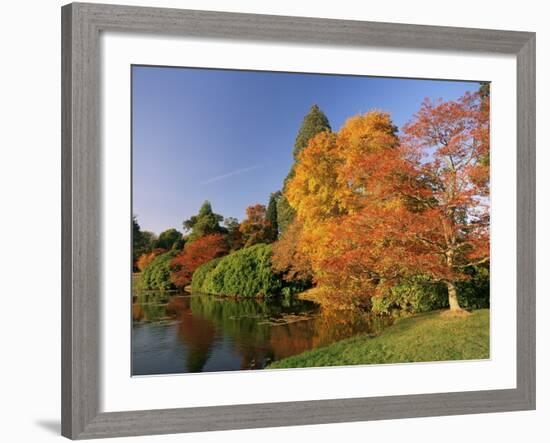 Acer Trees in Autumn, Sheffield Park, Sussex, England, United Kingdom-Michael Busselle-Framed Photographic Print