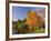 Acer Trees in Autumn, Sheffield Park, Sussex, England, United Kingdom-Michael Busselle-Framed Photographic Print