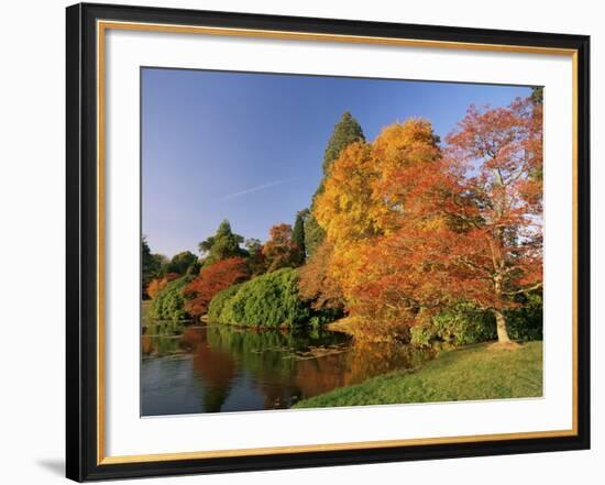 Acer Trees in Autumn, Sheffield Park, Sussex, England, United Kingdom-Michael Busselle-Framed Photographic Print