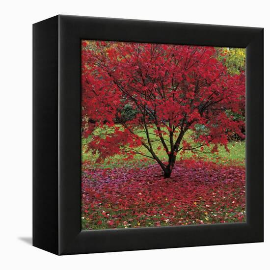Acer-Bent Rej-Framed Stretched Canvas