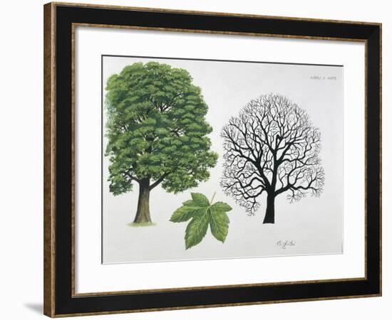 Aceraceae Family - Sycamore Maple Acer Pseudoplatanus - Illustration-null-Framed Giclee Print