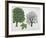 Aceraceae Family - Sycamore Maple Acer Pseudoplatanus - Illustration-null-Framed Giclee Print