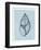 Achatina Shell (light blue)-Bert Myers-Framed Art Print