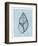 Achatina Shell (light blue)-Bert Myers-Framed Art Print