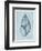 Achatina Shell (light blue)-Bert Myers-Framed Art Print