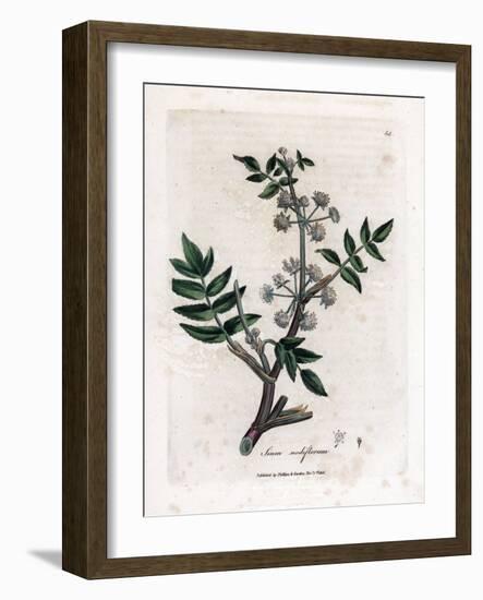 Ache False Watercress - Creeping Water Parsnip, Sium Nodiflorum. Handcoloured Copperplate Engraving-James Sowerby-Framed Giclee Print