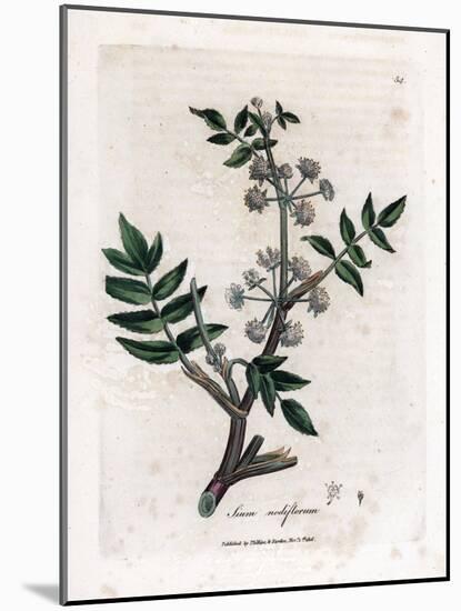 Ache False Watercress - Creeping Water Parsnip, Sium Nodiflorum. Handcoloured Copperplate Engraving-James Sowerby-Mounted Giclee Print