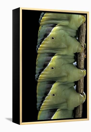 Acherontia Atropos (Death's Head Hawk Moth) - Caterpillar Detail-Paul Starosta-Framed Premier Image Canvas