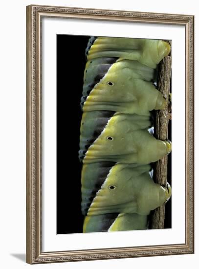 Acherontia Atropos (Death's Head Hawk Moth) - Caterpillar Detail-Paul Starosta-Framed Photographic Print