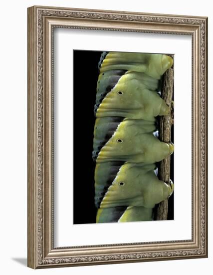 Acherontia Atropos (Death's Head Hawk Moth) - Caterpillar Detail-Paul Starosta-Framed Photographic Print