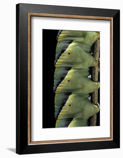 Acherontia Atropos (Death's Head Hawk Moth) - Caterpillar Detail-Paul Starosta-Framed Photographic Print