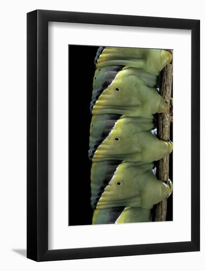 Acherontia Atropos (Death's Head Hawk Moth) - Caterpillar Detail-Paul Starosta-Framed Photographic Print