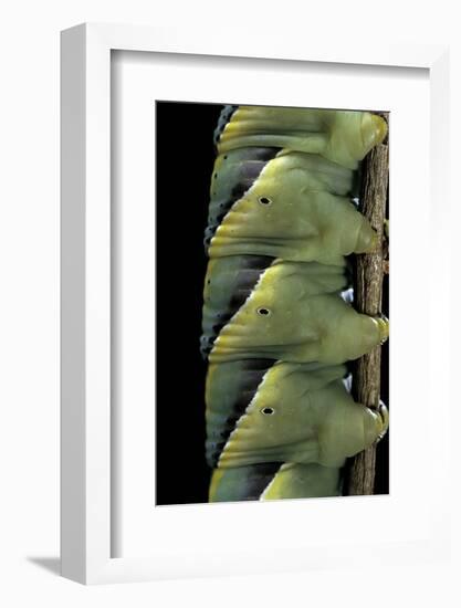 Acherontia Atropos (Death's Head Hawk Moth) - Caterpillar Detail-Paul Starosta-Framed Photographic Print