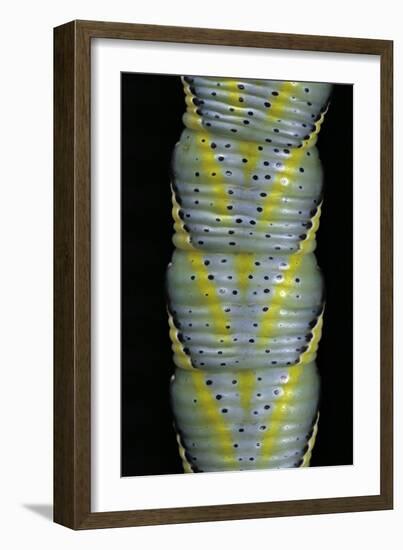 Acherontia Atropos (Death's Head Hawk Moth) - Caterpillar Detail-Paul Starosta-Framed Photographic Print