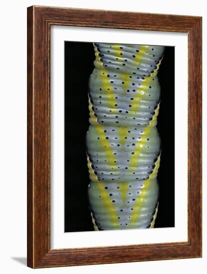 Acherontia Atropos (Death's Head Hawk Moth) - Caterpillar Detail-Paul Starosta-Framed Photographic Print