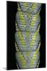 Acherontia Atropos (Death's Head Hawk Moth) - Caterpillar Detail-Paul Starosta-Mounted Photographic Print