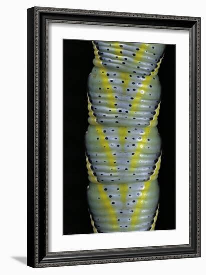 Acherontia Atropos (Death's Head Hawk Moth) - Caterpillar Detail-Paul Starosta-Framed Photographic Print