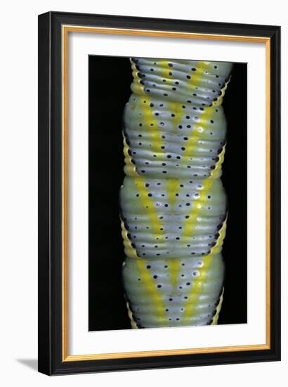 Acherontia Atropos (Death's Head Hawk Moth) - Caterpillar Detail-Paul Starosta-Framed Photographic Print