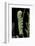 Acherontia Atropos (Death's Head Hawk Moth) - Caterpillar-Paul Starosta-Framed Photographic Print