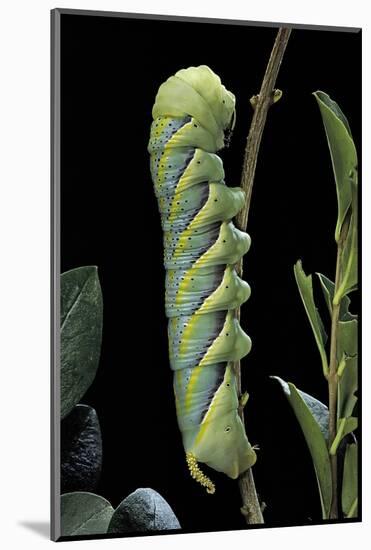 Acherontia Atropos (Death's Head Hawk Moth) - Caterpillar-Paul Starosta-Mounted Photographic Print