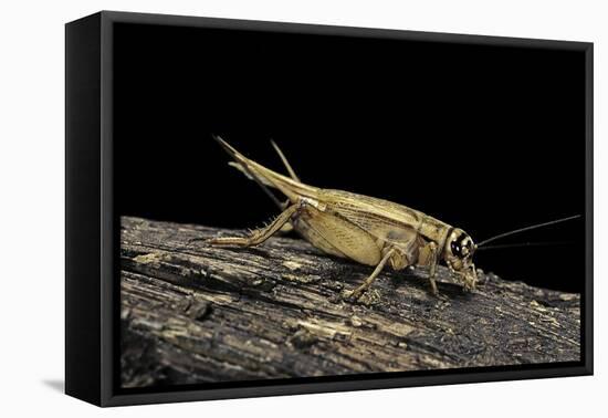 Acheta Domesticus (House Cricket)-Paul Starosta-Framed Premier Image Canvas