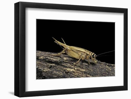 Acheta Domesticus (House Cricket)-Paul Starosta-Framed Photographic Print