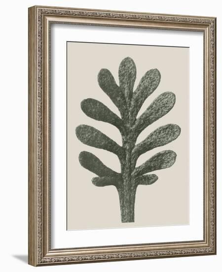 Achillea Umbellata-Karl Blossfeldt-Framed Giclee Print