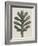 Achillea Umbellata-Karl Blossfeldt-Framed Giclee Print