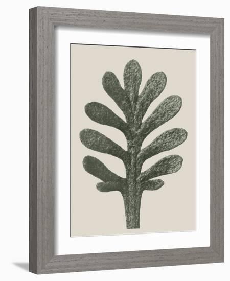 Achillea Umbellata-Karl Blossfeldt-Framed Giclee Print