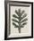 Achillea Umbellata-Karl Blossfeldt-Framed Giclee Print