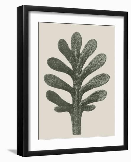 Achillea Umbellata-Karl Blossfeldt-Framed Giclee Print